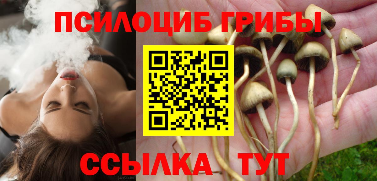 Галлюциногенные грибы Psilocybe Балтийск